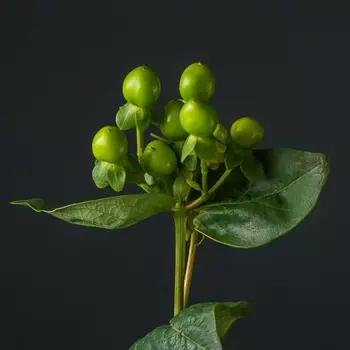 Гиперикум Зеленый