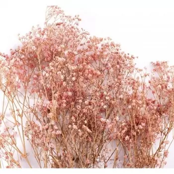 Гипсофила Бледно-Розовая