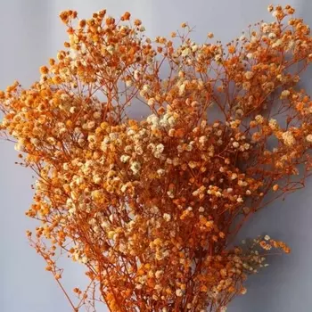 Гипсофила Оранжевая