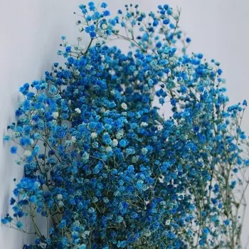 Гипсофила Синяя