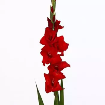 Гладиолус Красный