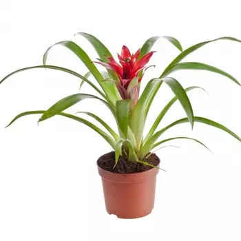 Гузмания В Горшке 12/35