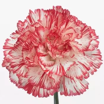 Гвоздика Бело-Красная