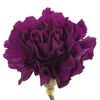Гвоздика Фиолетовая