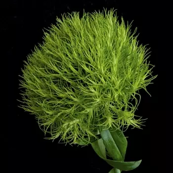 Гвоздика Грин Трик