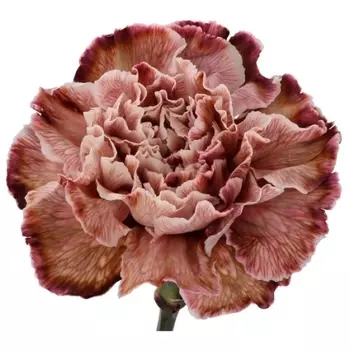 Гвоздика Крашенная Коричневая