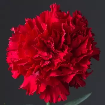 Гвоздика Красная