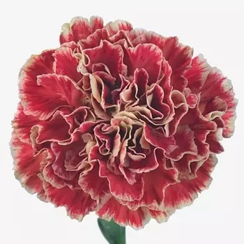 Гвоздика Красно-Белая