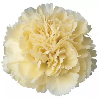 Гвоздика Кремовая