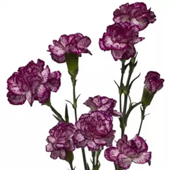Гвоздика Кустовая Бело-Фиолетовая