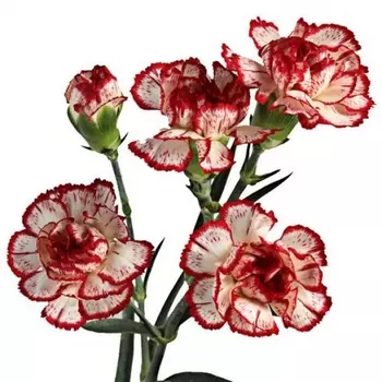 Гвоздика Кустовая Бело-Красная
