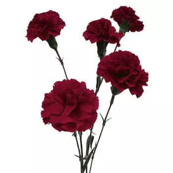 Гвоздика Кустовая Бордовая