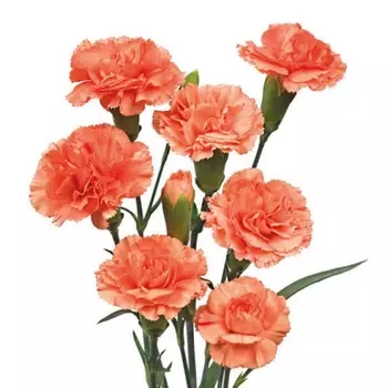 Гвоздика Кустовая Оранжевая