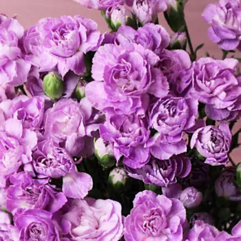 Гвоздика Кустовая Сиреневая