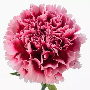 Гвоздика Малиново-Розовая