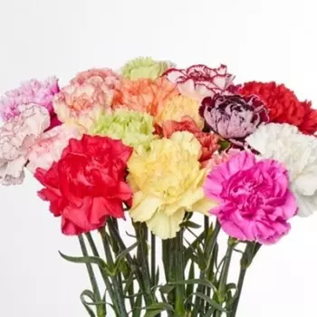 Гвоздика Микс