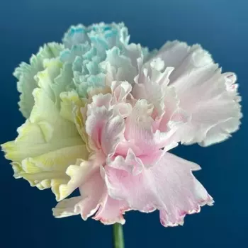 Гвоздика Радужная