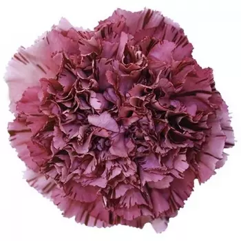 Гвоздика Винная