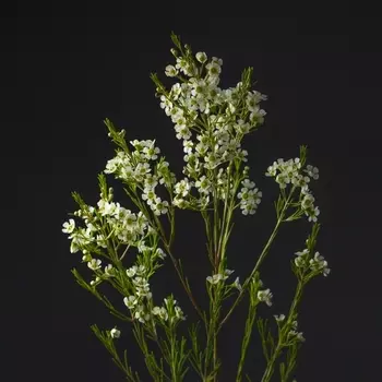 Хамелациум Белый