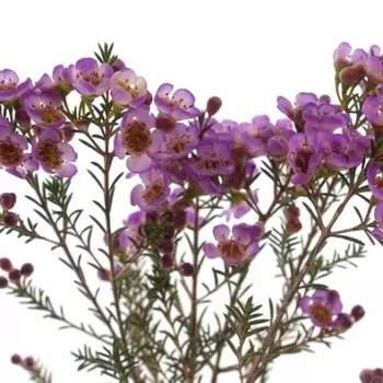 Хамелациум Purpule Pride