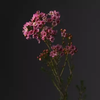 Хамелациум Розовый