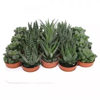 Хавортия микс 8/13