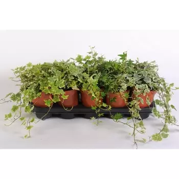 Хедера Микс 12/25