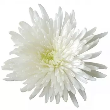 Хризантема Анастасия