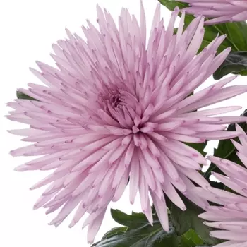 Хризантема Анастасия Розовая