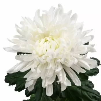 Хризантема Антонов