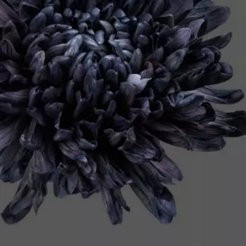 Хризантема Антонов Черная