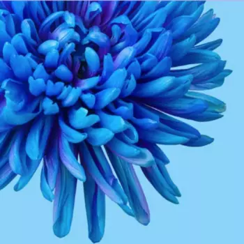 Хризантема Антонов Синяя