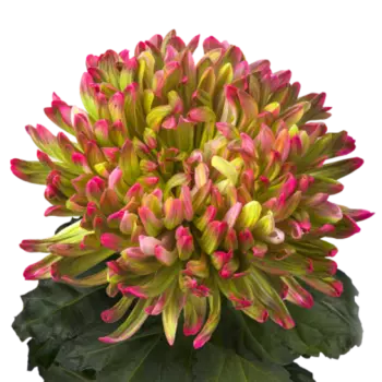 Хризантема Антонов Зелено-Розовая