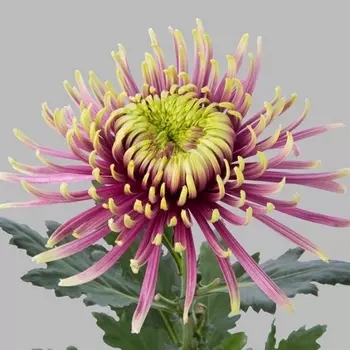 Хризантема Бальтазар