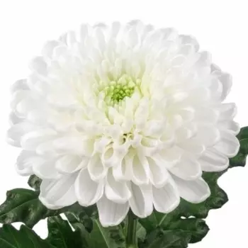 Хризантема Белая