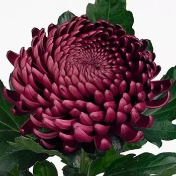 Хризантема Бигуди Фиолетовая