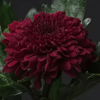 Хризантема Бордовая