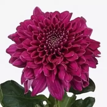 Хризантема Фиолетовая