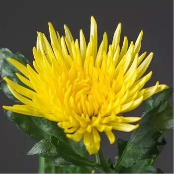 Хризантема Игольчатая Желтая