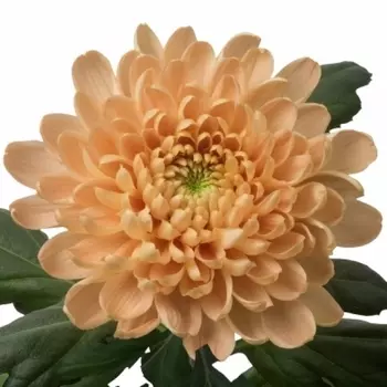 Хризантема Карамельная