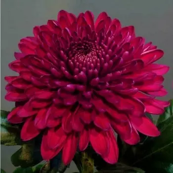 Хризантема Красная
