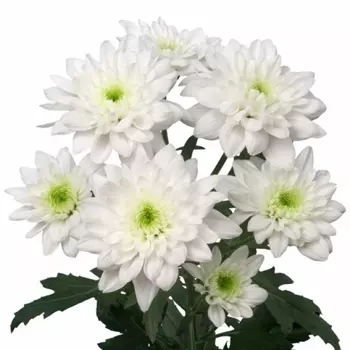Хризантема Кустовая Белая