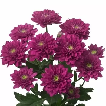 Хризантема Кустовая Фиолетовая