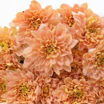 Хризантема Кустовая Коралловая