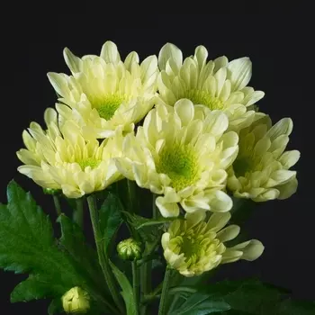 Хризантема Кустовая Радость Кремовая