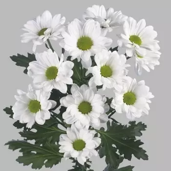 Хризантема Кустовая Ромашка Белая