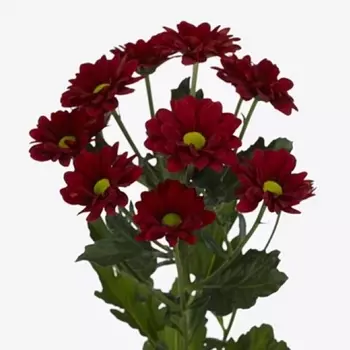 Хризантема Кустовая Ромашка Бордовая