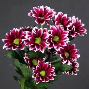 Хризантема Кустовая Ромашка Бордово-Белая