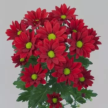 Хризантема Кустовая Ромашка Красная
