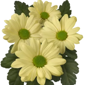 Хризантема Кустовая Ромашка Кремовая